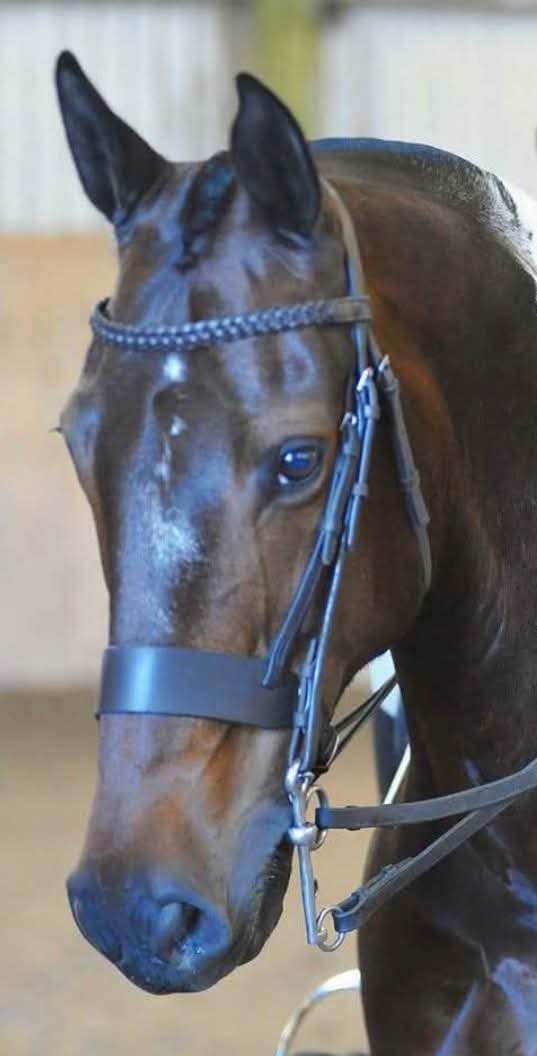 Alkham Valley Riding Centre logo